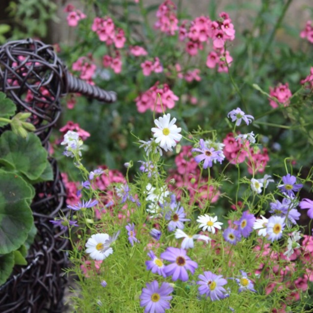 Swan River Daisy in the GardenTags plant encyclopedia