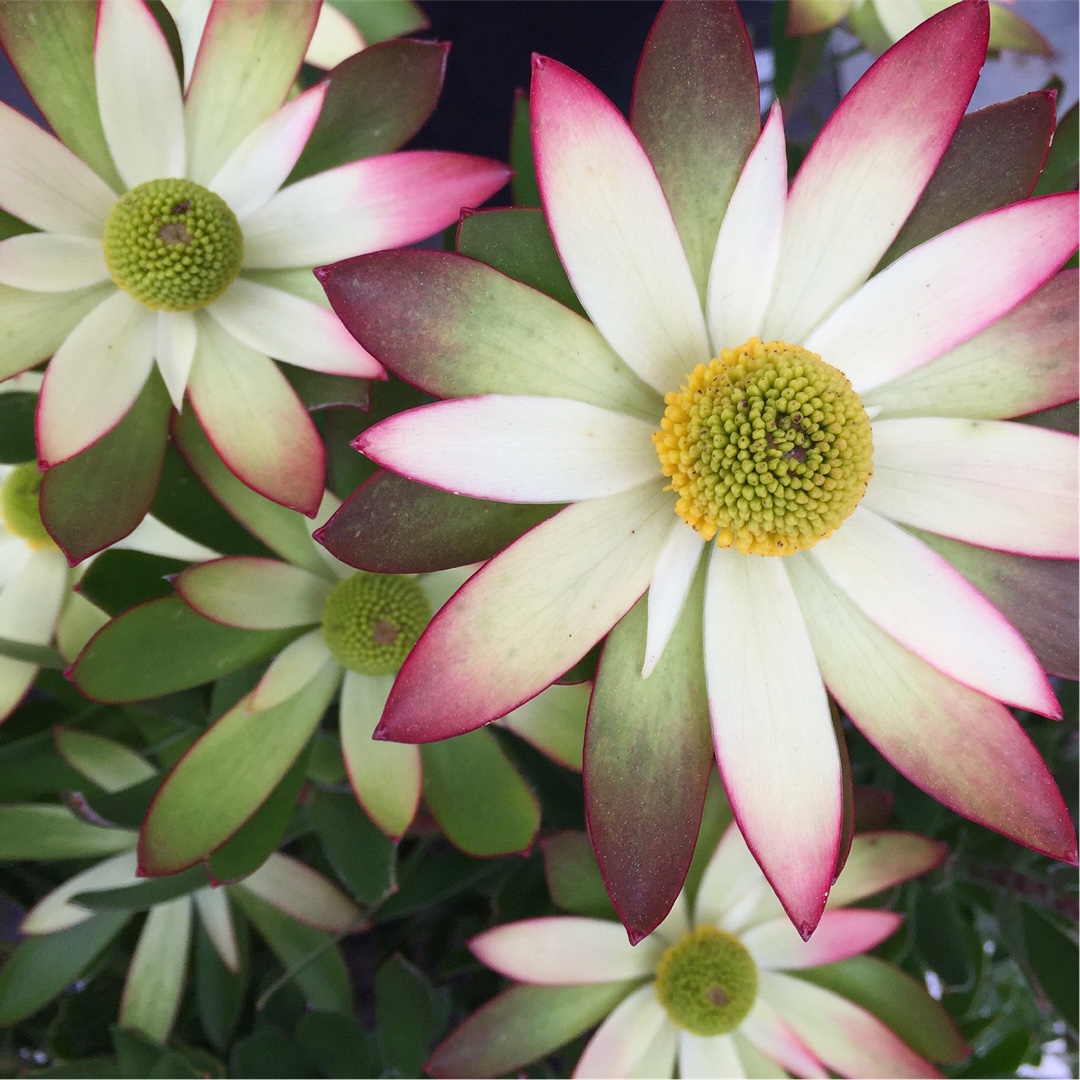 Protea Harvest in the GardenTags plant encyclopedia