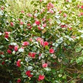 Camellia Great Eastern in the GardenTags plant encyclopedia