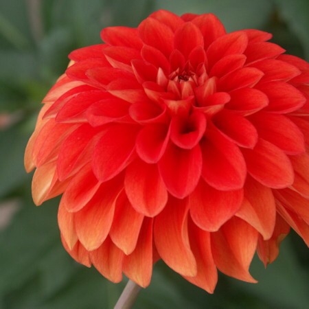 Dahlia Happy Halloween in the GardenTags plant encyclopedia