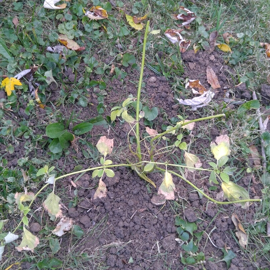 Golden Twig Dogwood in the GardenTags plant encyclopedia