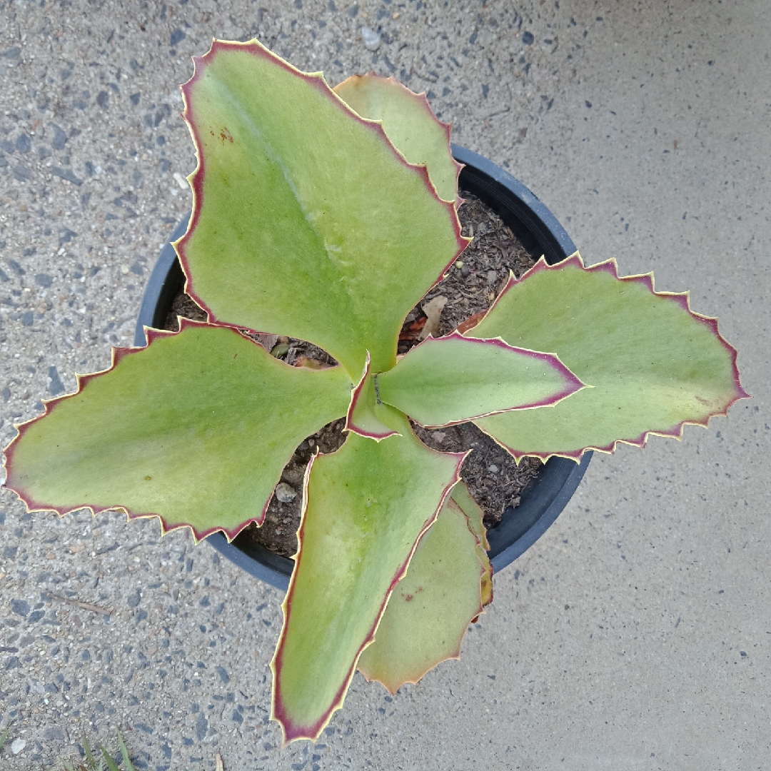 Kalanchoe Synsepala in the GardenTags plant encyclopedia