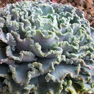 Echeveria Shaviana Truffles in the GardenTags plant encyclopedia