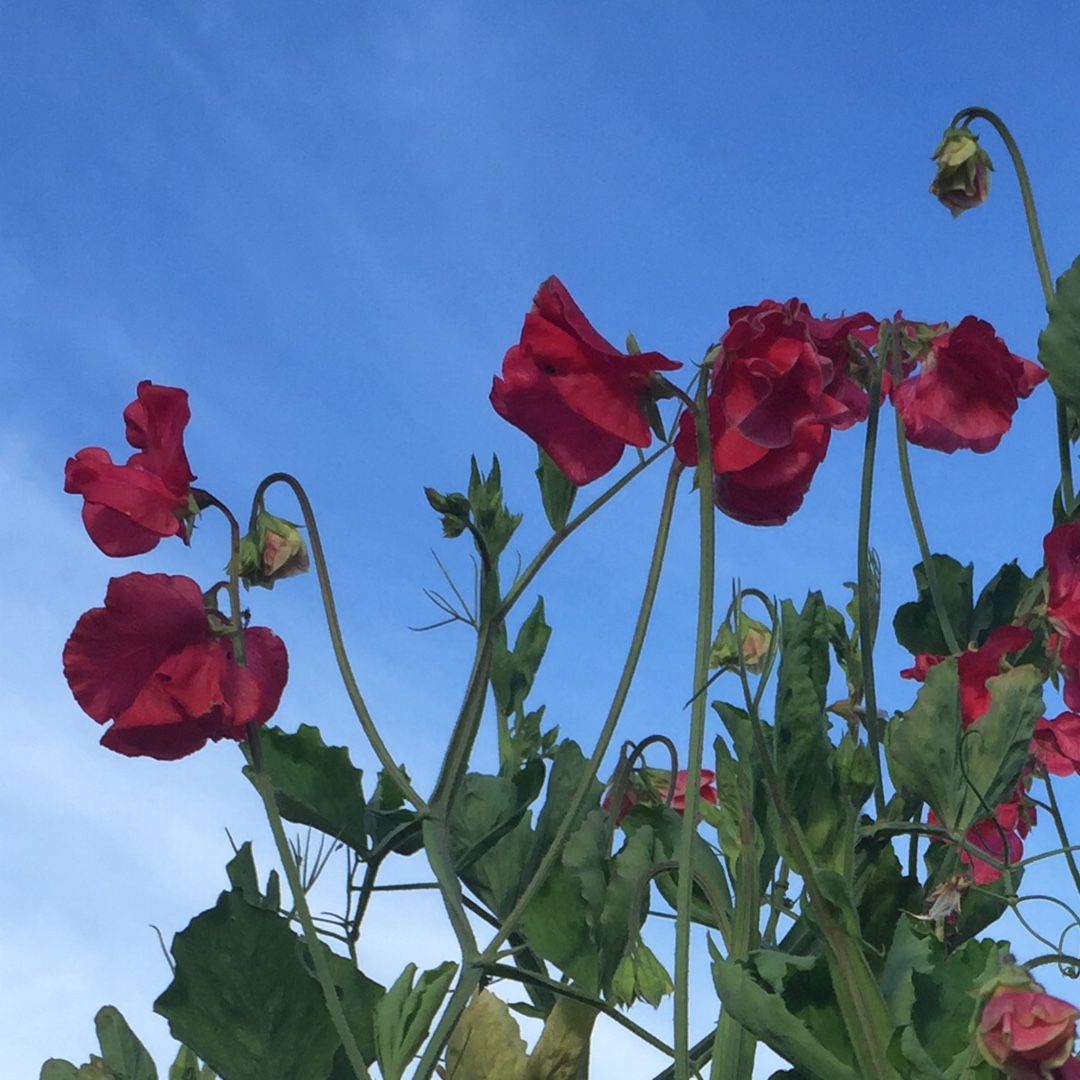 Sweet Pea Red Arrow in the GardenTags plant encyclopedia