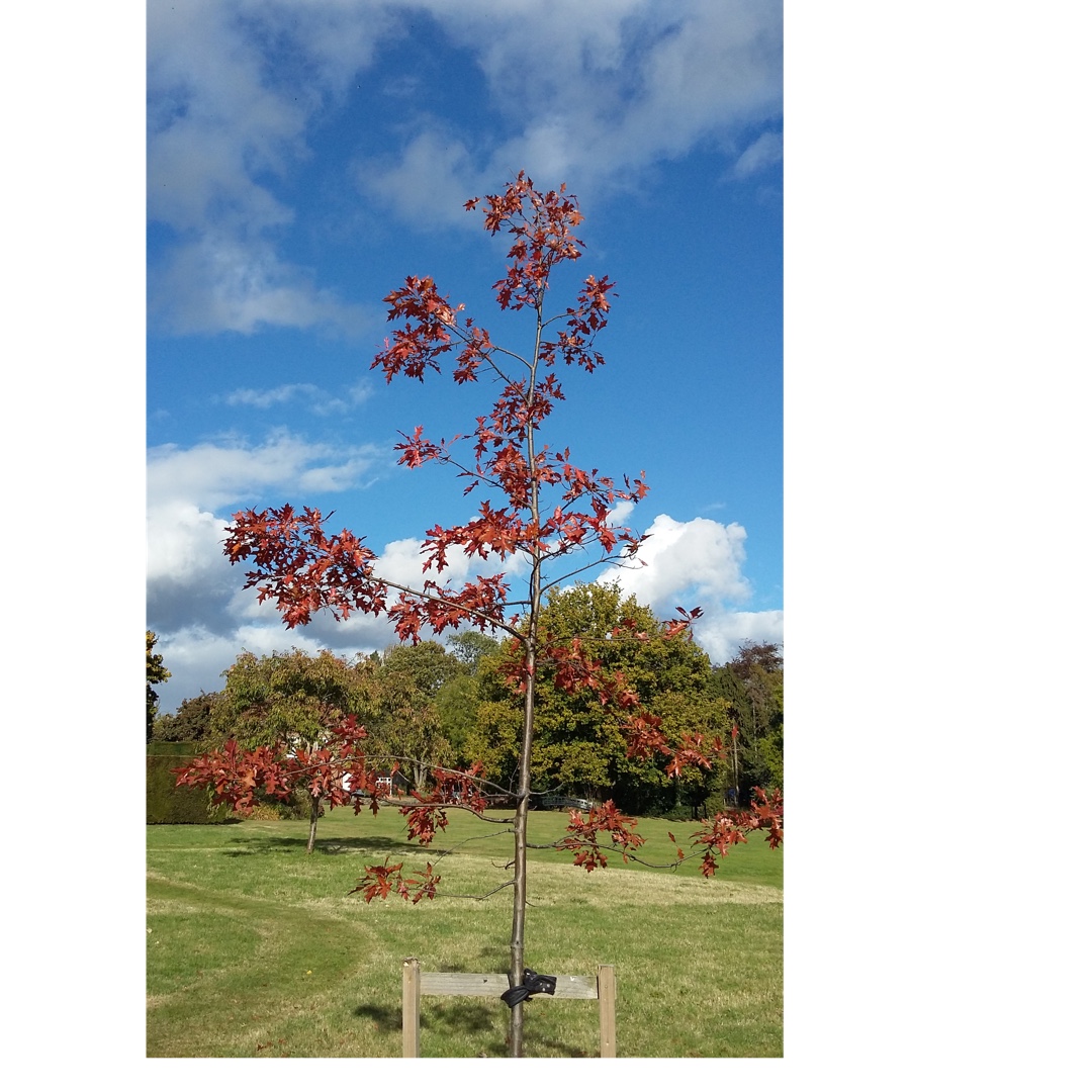 Pin Oak in the GardenTags plant encyclopedia