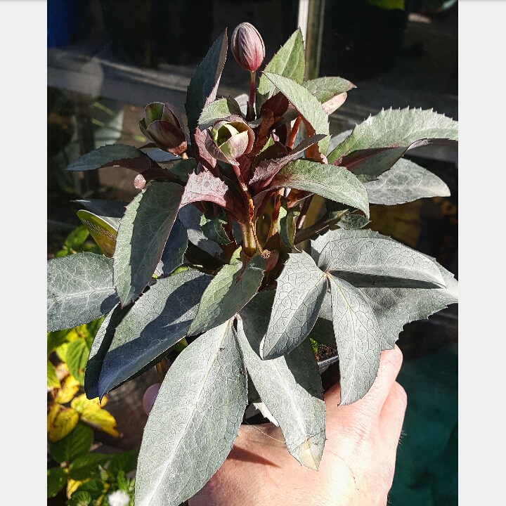 Hellebore Silver Dollar in the GardenTags plant encyclopedia