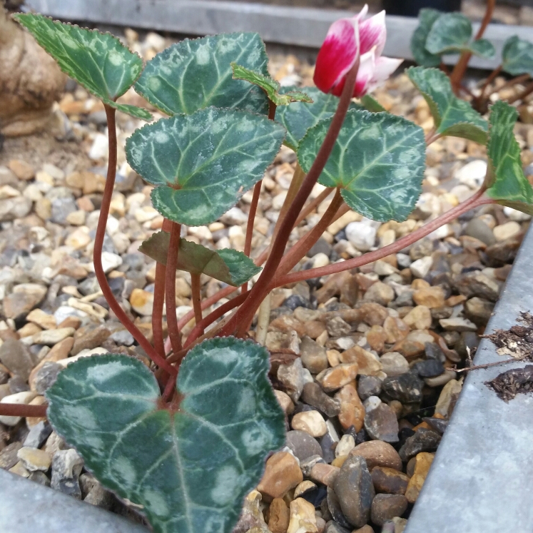 Florists Cyclamen Halios Fantasia Magenta Silverleaf in the GardenTags plant encyclopedia