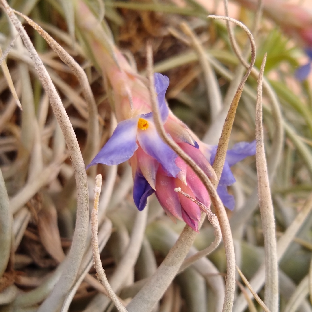 Airplant (Species) Tillandsia bergeri in the GardenTags plant encyclopedia