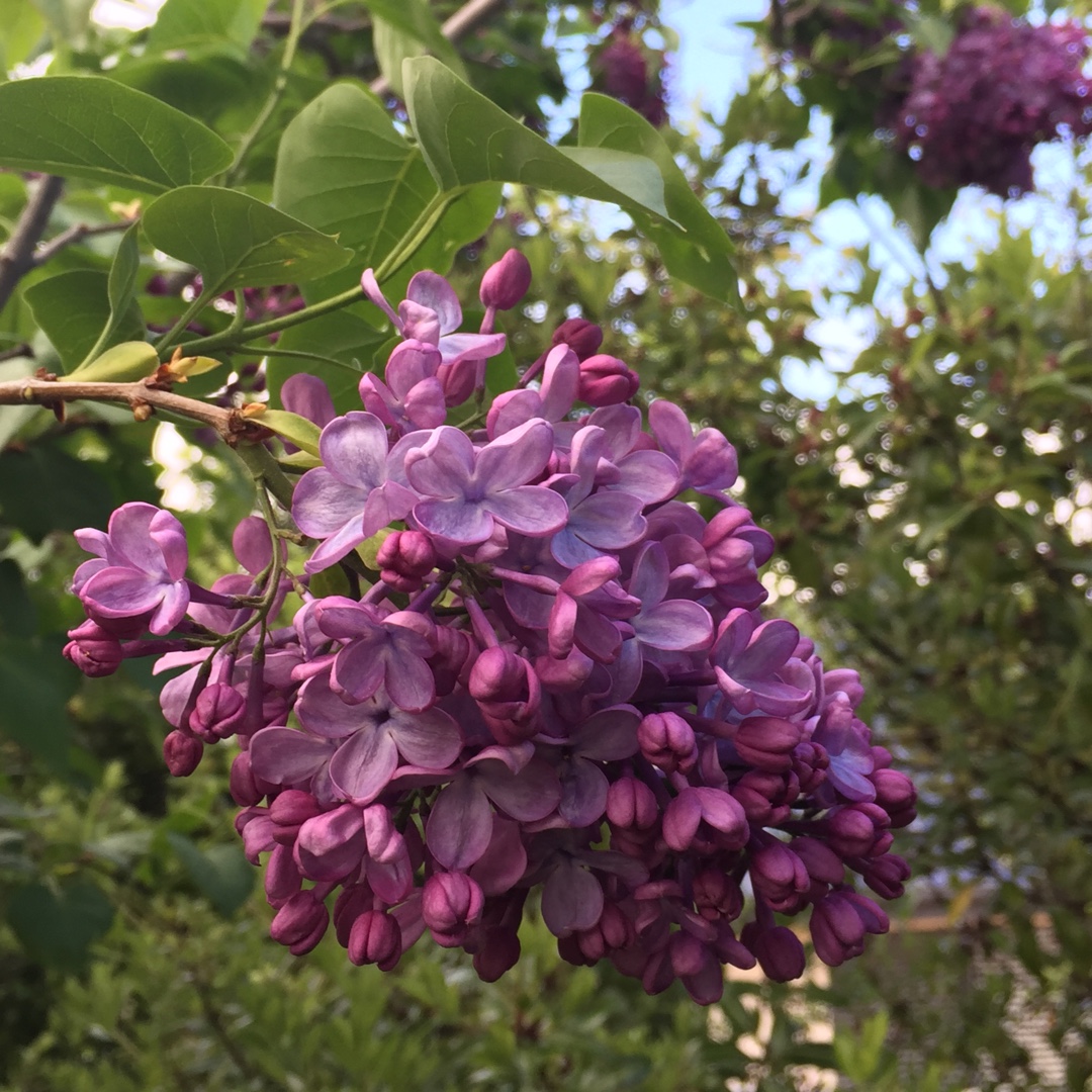 Lilac in the GardenTags plant encyclopedia