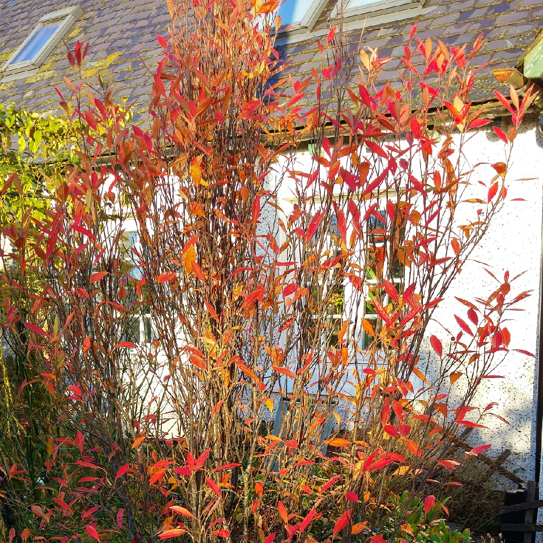 Red Chokeberry Erecta in the GardenTags plant encyclopedia