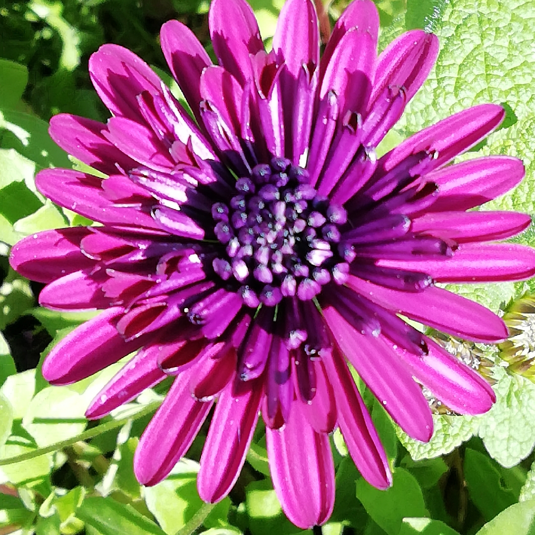 African Daisy Purple Envy in the GardenTags plant encyclopedia