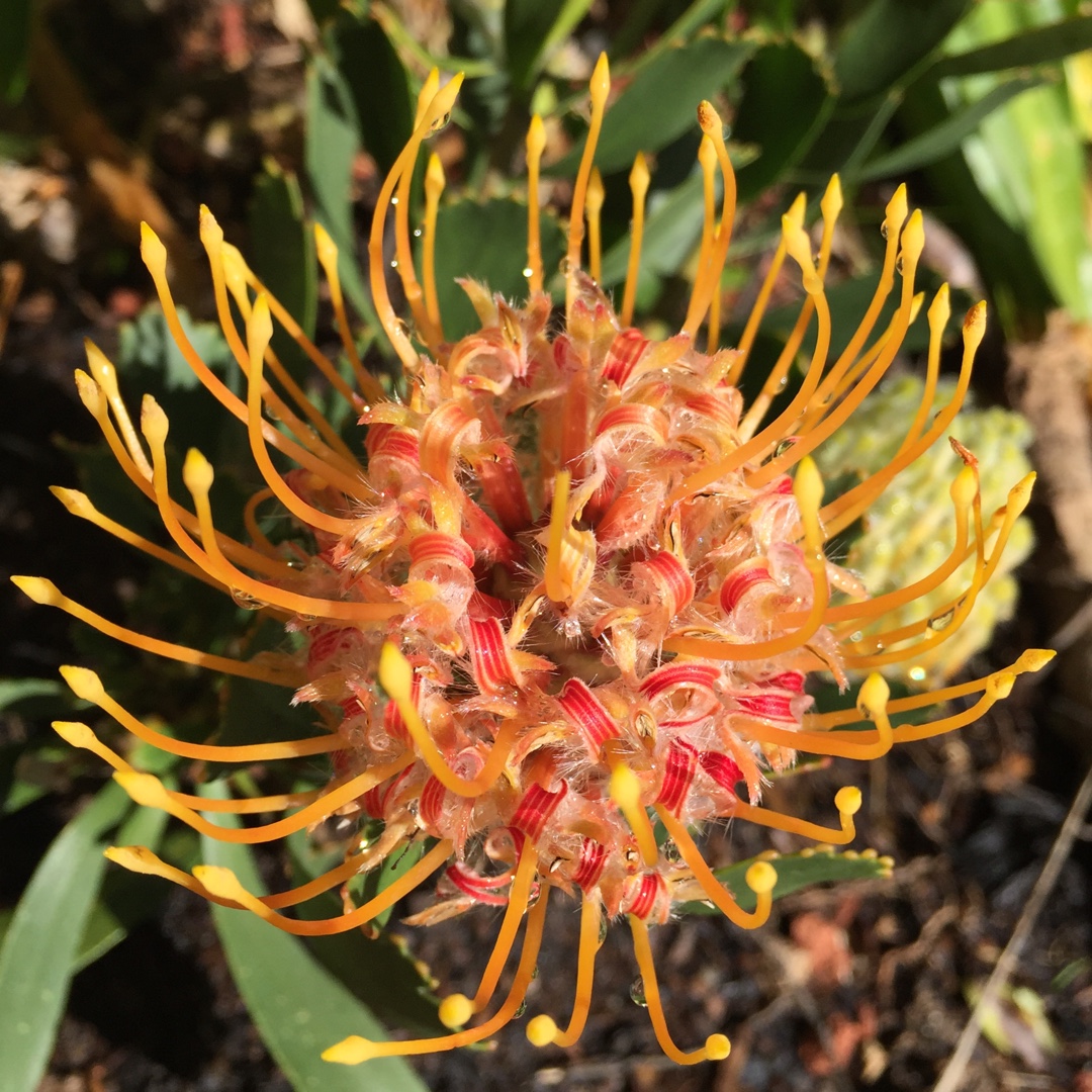 Pincushion Protea Mardi Gras Petite in the GardenTags plant encyclopedia