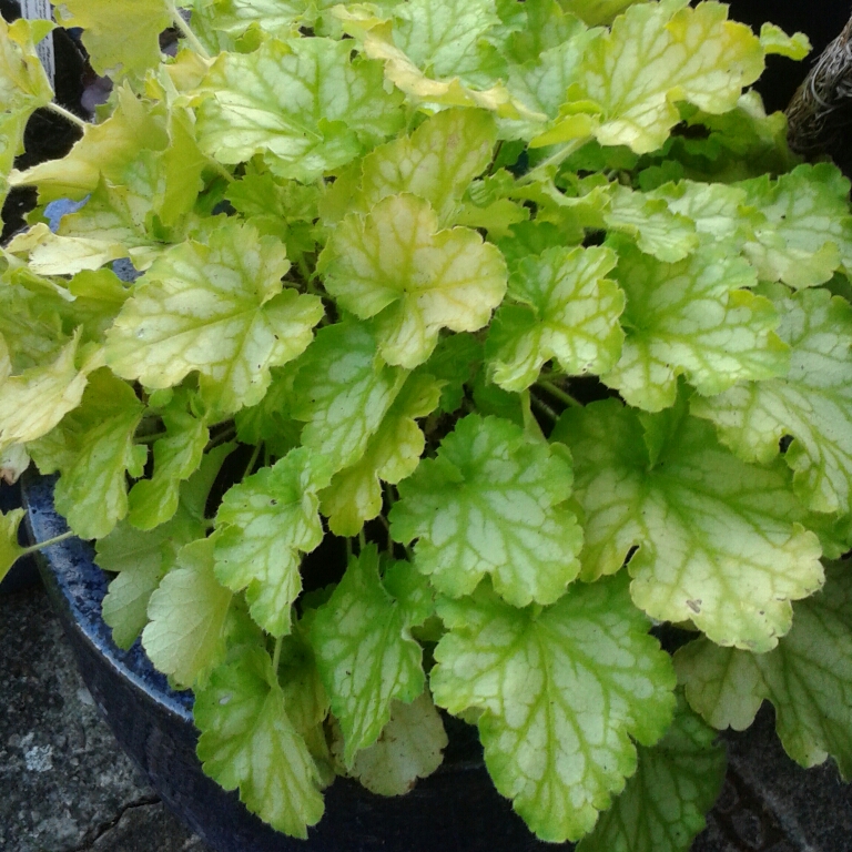 Alumroot Carnival Limeade in the GardenTags plant encyclopedia