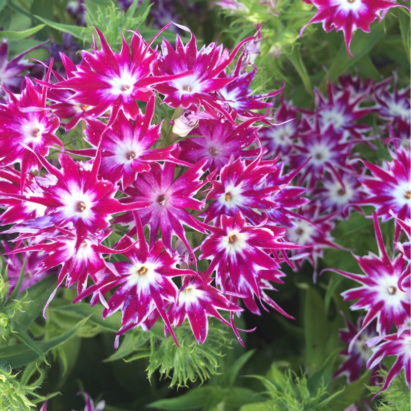 Drummonds Phlox Popstars (Mix) in the GardenTags plant encyclopedia