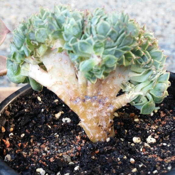 Echeveria Secunda Crested Form in the GardenTags plant encyclopedia