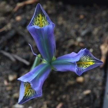 Reticulate Iris Evening Twilight in the GardenTags plant encyclopedia