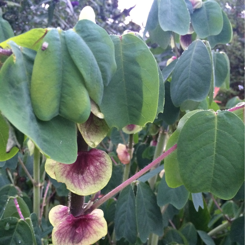 Yoke-leaved amicia in the GardenTags plant encyclopedia