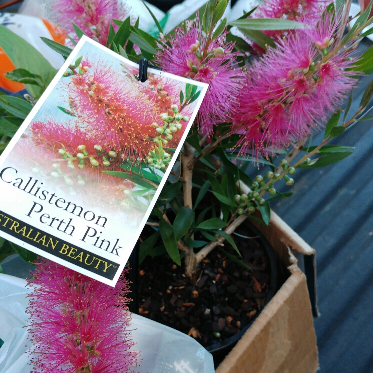 Bottlebrush Perth Pink in the GardenTags plant encyclopedia