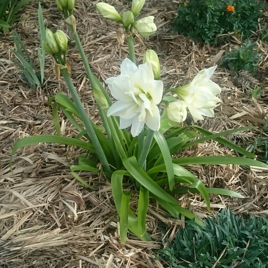 Hippeastrum White Rascal in the GardenTags plant encyclopedia