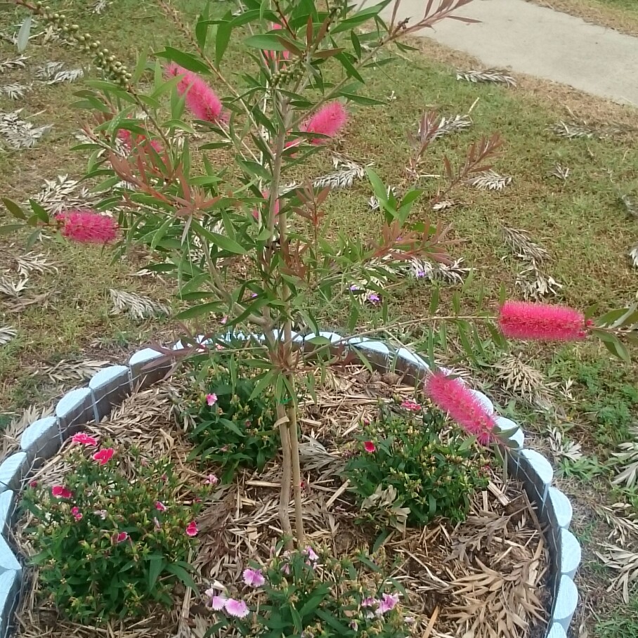 Bottlebrush Taree Pink in the GardenTags plant encyclopedia