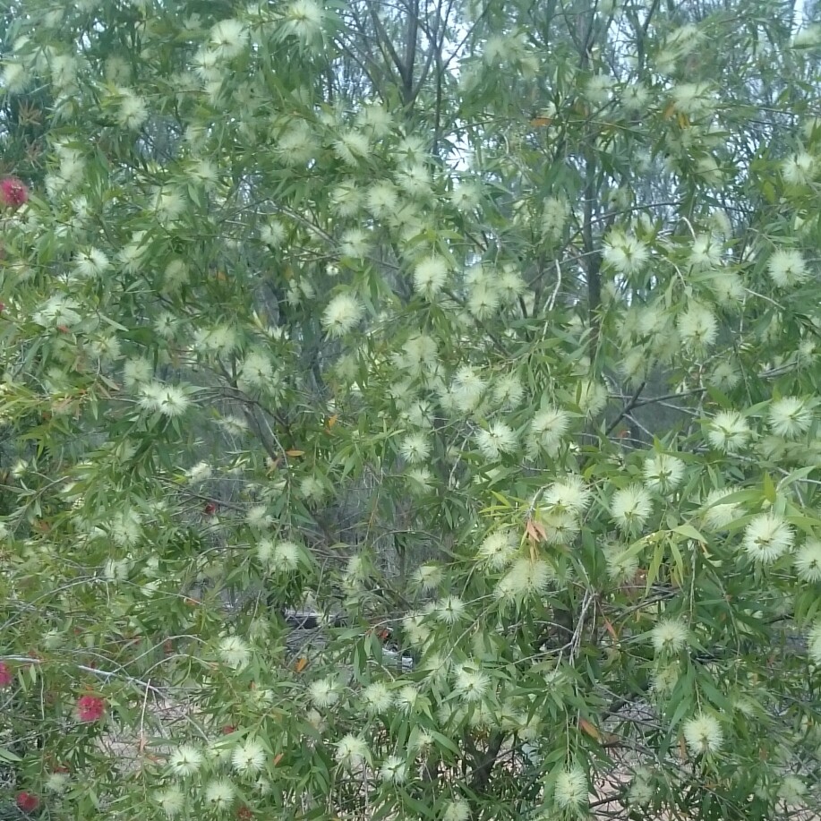 Weeping Bottlebrush Wilderness White in the GardenTags plant encyclopedia