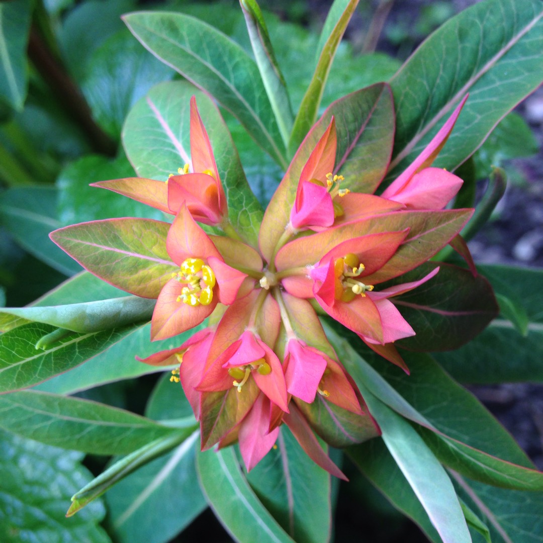 Euphorbia ferox 'Marloth', pincushion in GardenTags plant encyclopedia