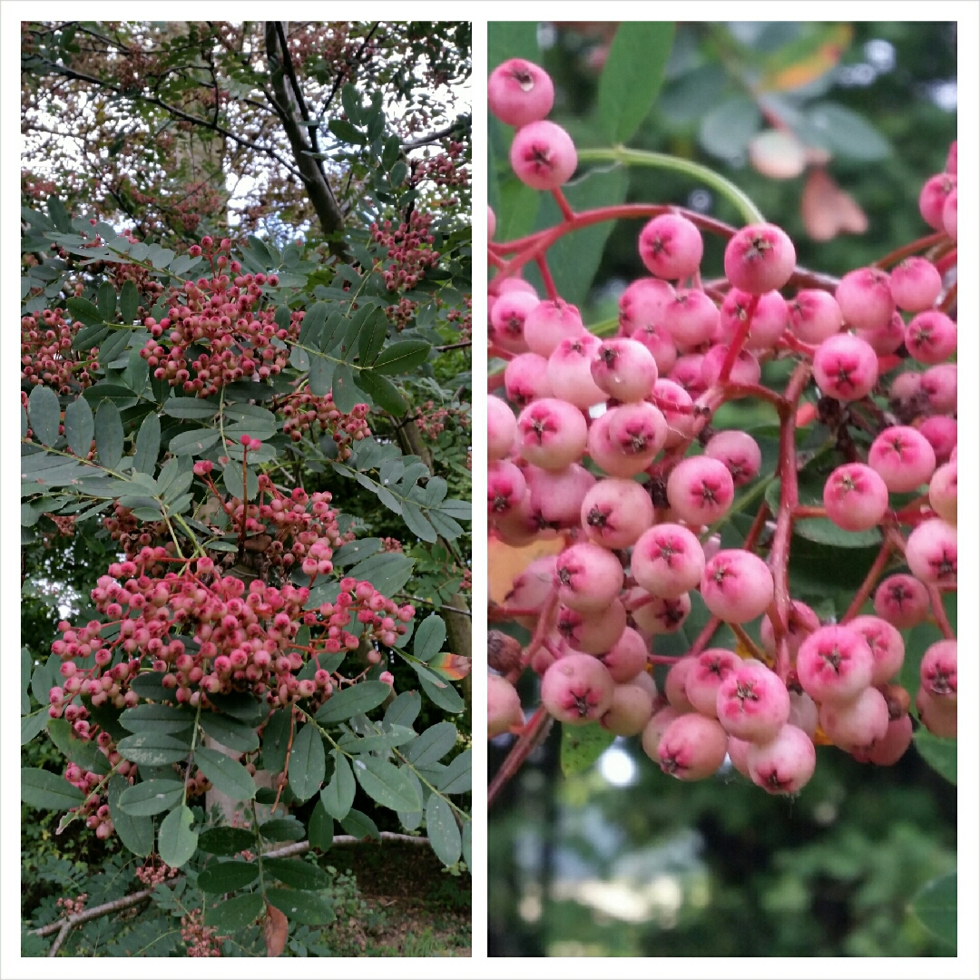 Sorbus Hupehensis, Chinese Mountain Ash Tree in GardenTags plant ...