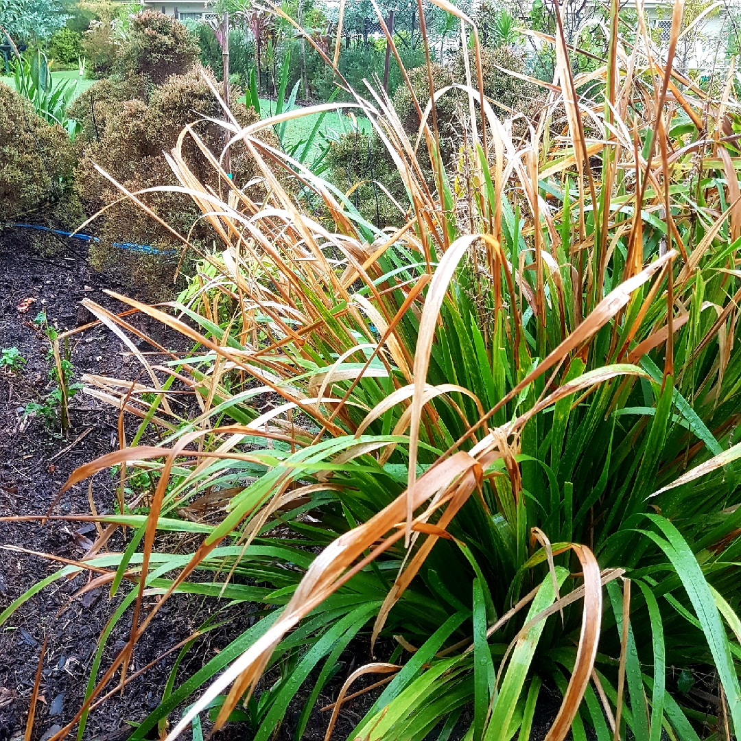 Basket Grass in the GardenTags plant encyclopedia