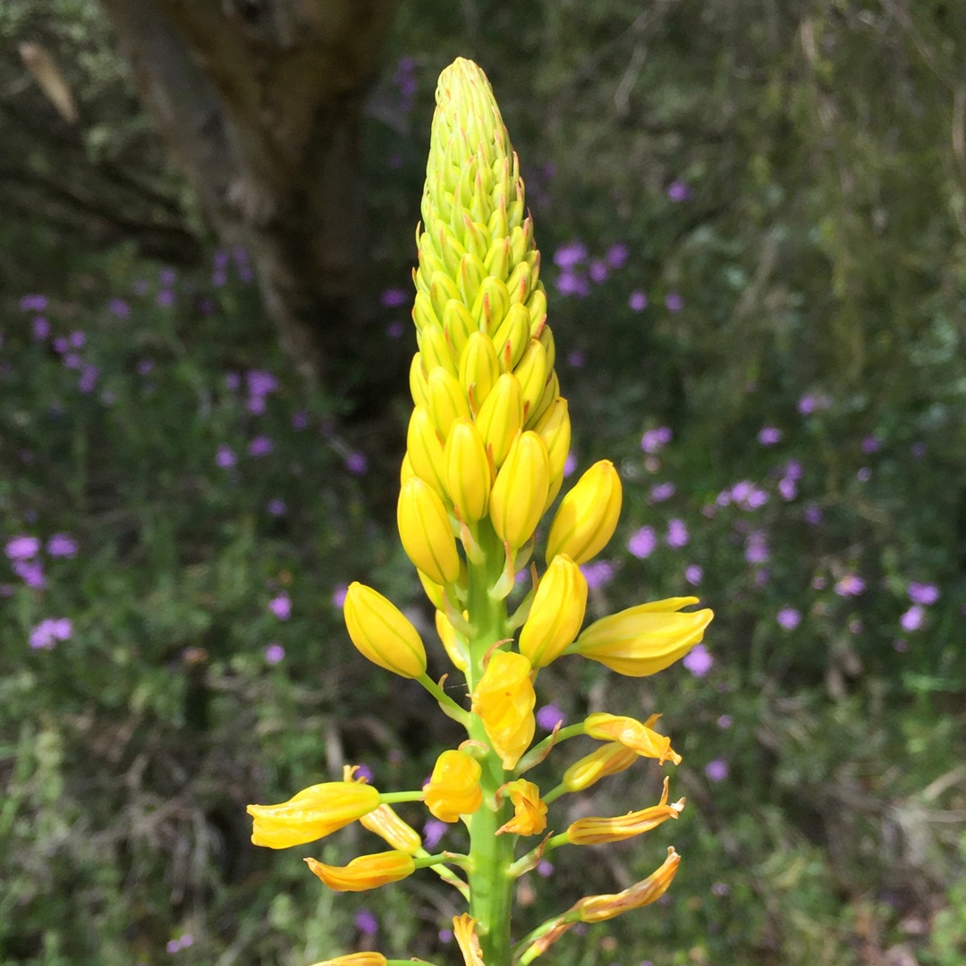 Rock Lily in the GardenTags plant encyclopedia