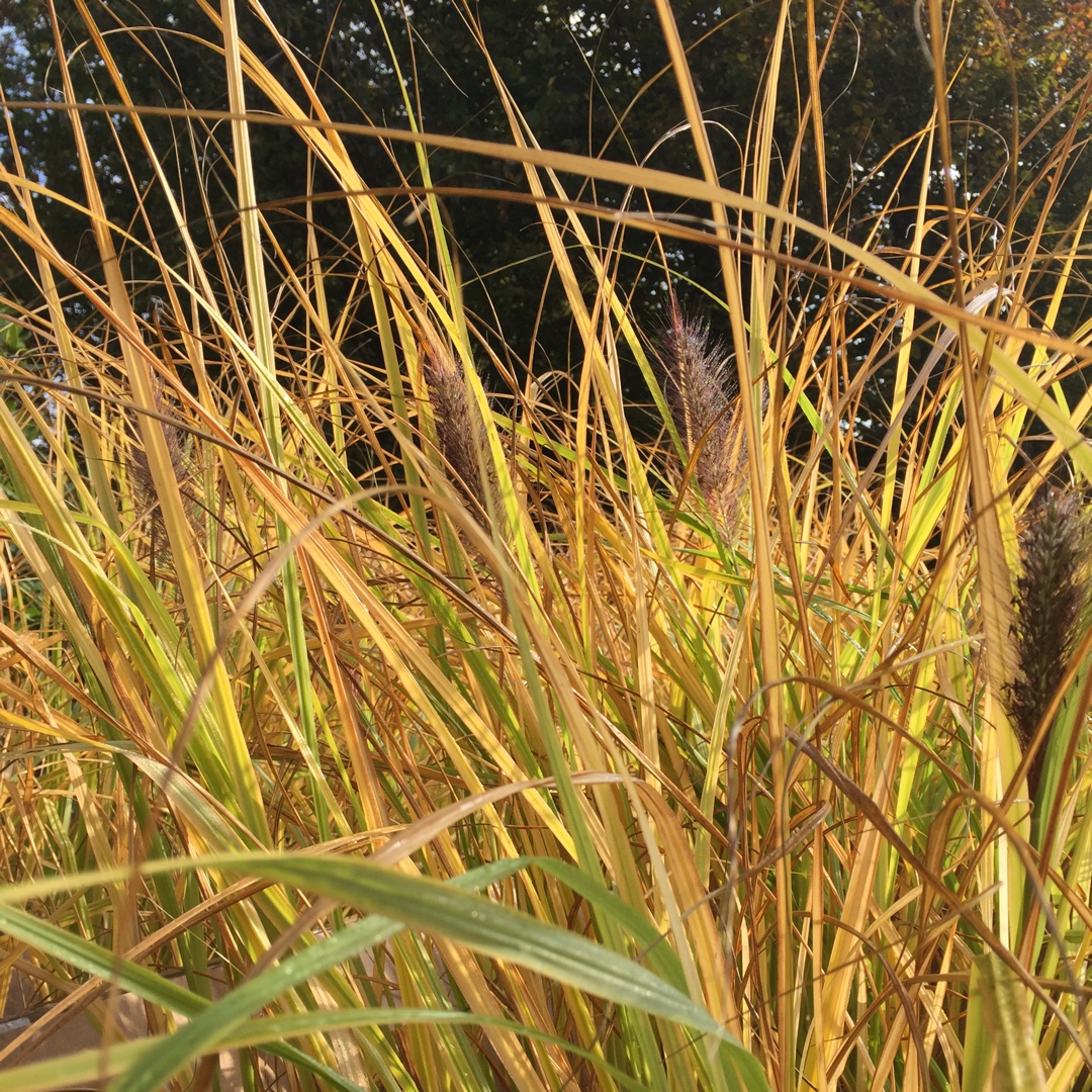 Pennisetum Dark Desire in the GardenTags plant encyclopedia