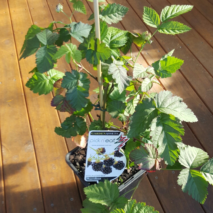 Youngberry in the GardenTags plant encyclopedia