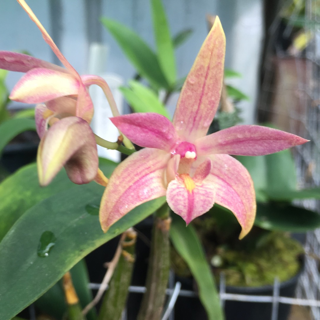 Orchid Pastel Pink in the GardenTags plant encyclopedia