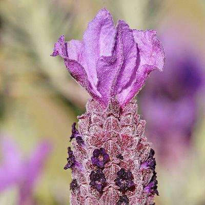 Lavender (Species) Fernleaf Lavender in the GardenTags plant encyclopedia