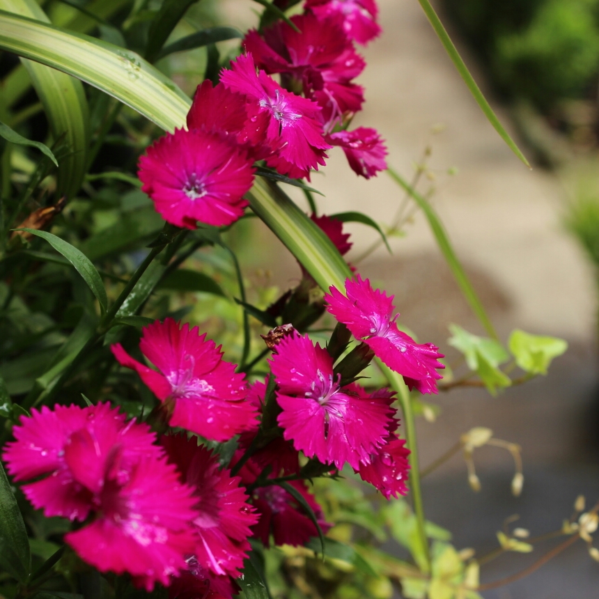 Border Pink Diamond Purple in the GardenTags plant encyclopedia