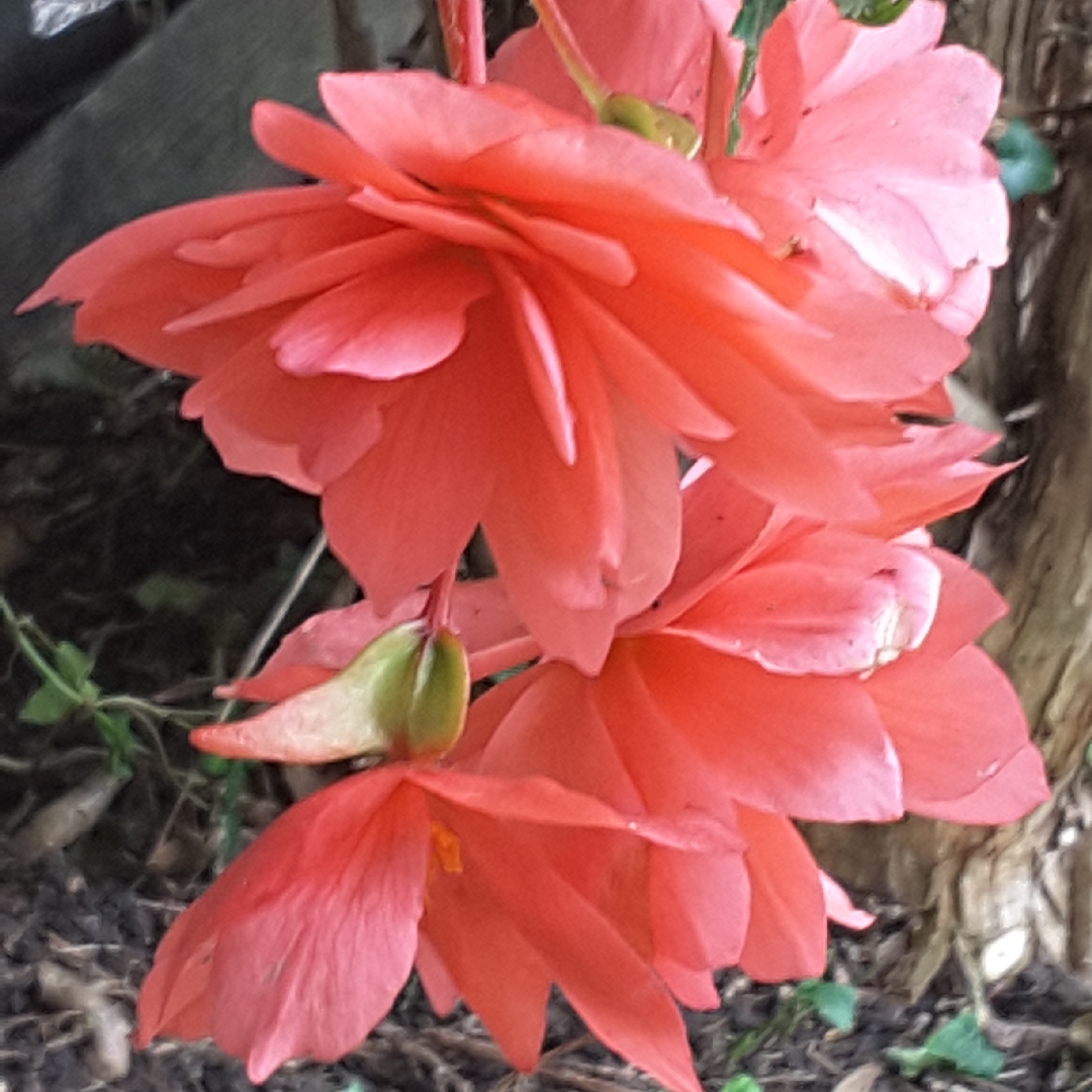 Tuberous Begonia Illumination Mix in the GardenTags plant encyclopedia