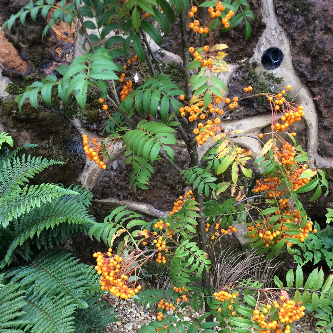 Rowan Tree Autumn Spire in the GardenTags plant encyclopedia