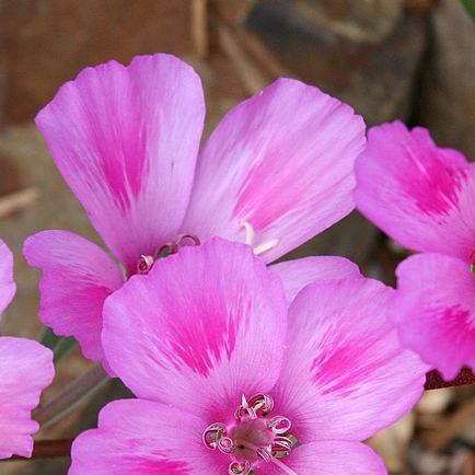 Clarkia in the GardenTags plant encyclopedia