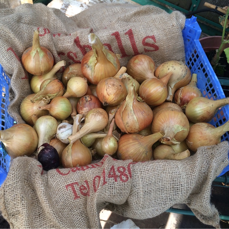 Onion Hercules in the GardenTags plant encyclopedia