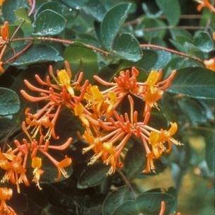 Honeysuckle Mandarin in the GardenTags plant encyclopedia