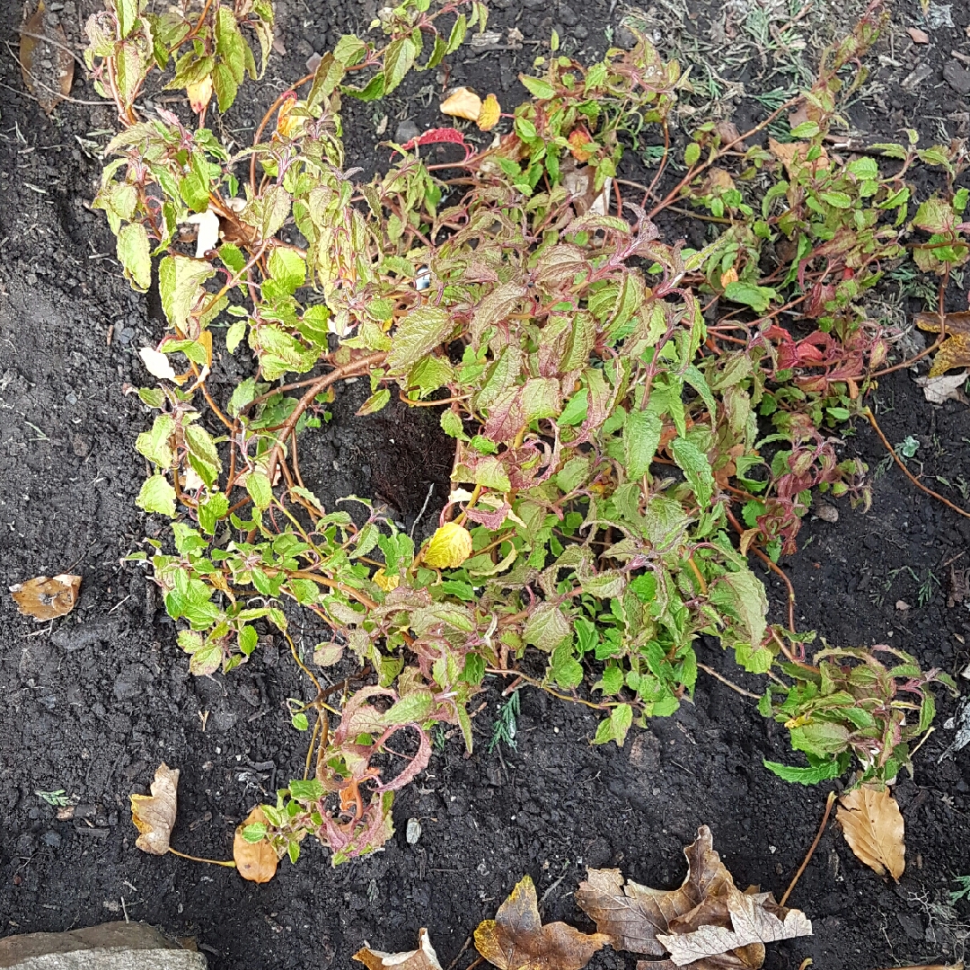 Rock Rose in the GardenTags plant encyclopedia