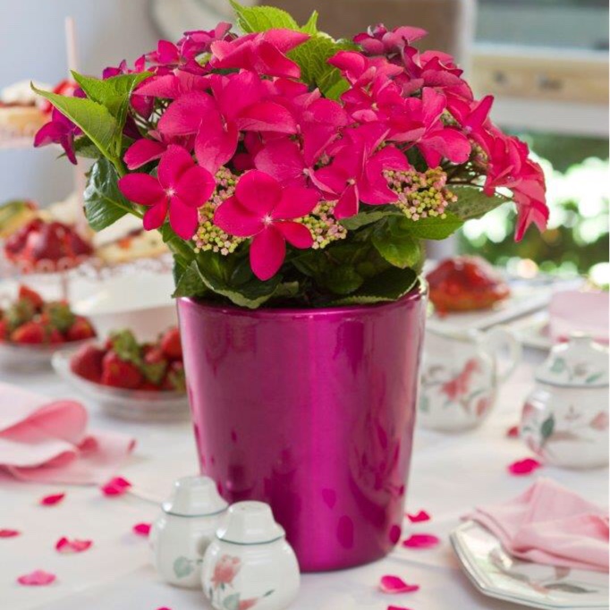 Hydrangea Strawberries and Cream in the GardenTags plant encyclopedia