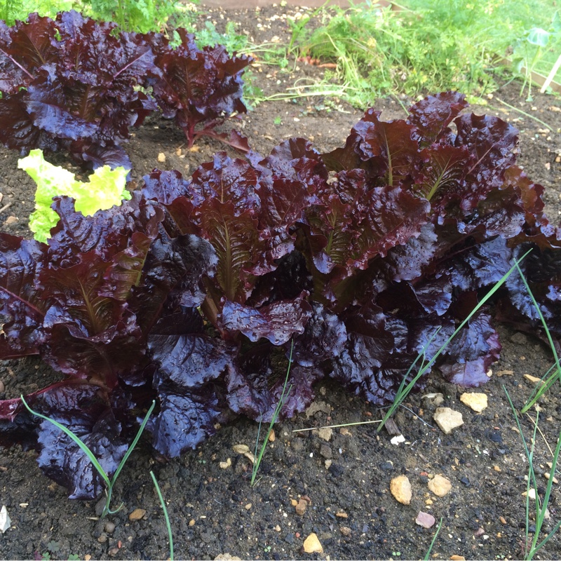 Lettuce Bijou (Leafy/Looseleaf) in the GardenTags plant encyclopedia