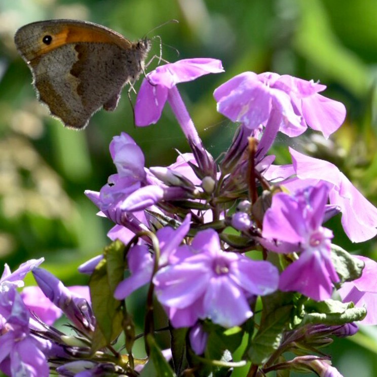 Phlox Lilac Cloud in the GardenTags plant encyclopedia