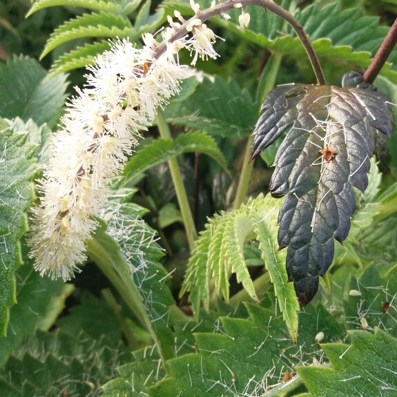 Baneberry Queen of Sheba in the GardenTags plant encyclopedia