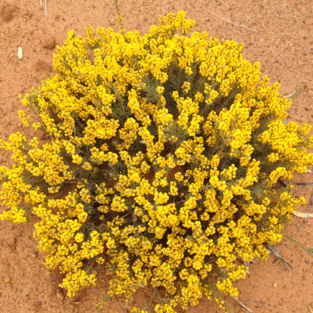 Wattle in the GardenTags plant encyclopedia