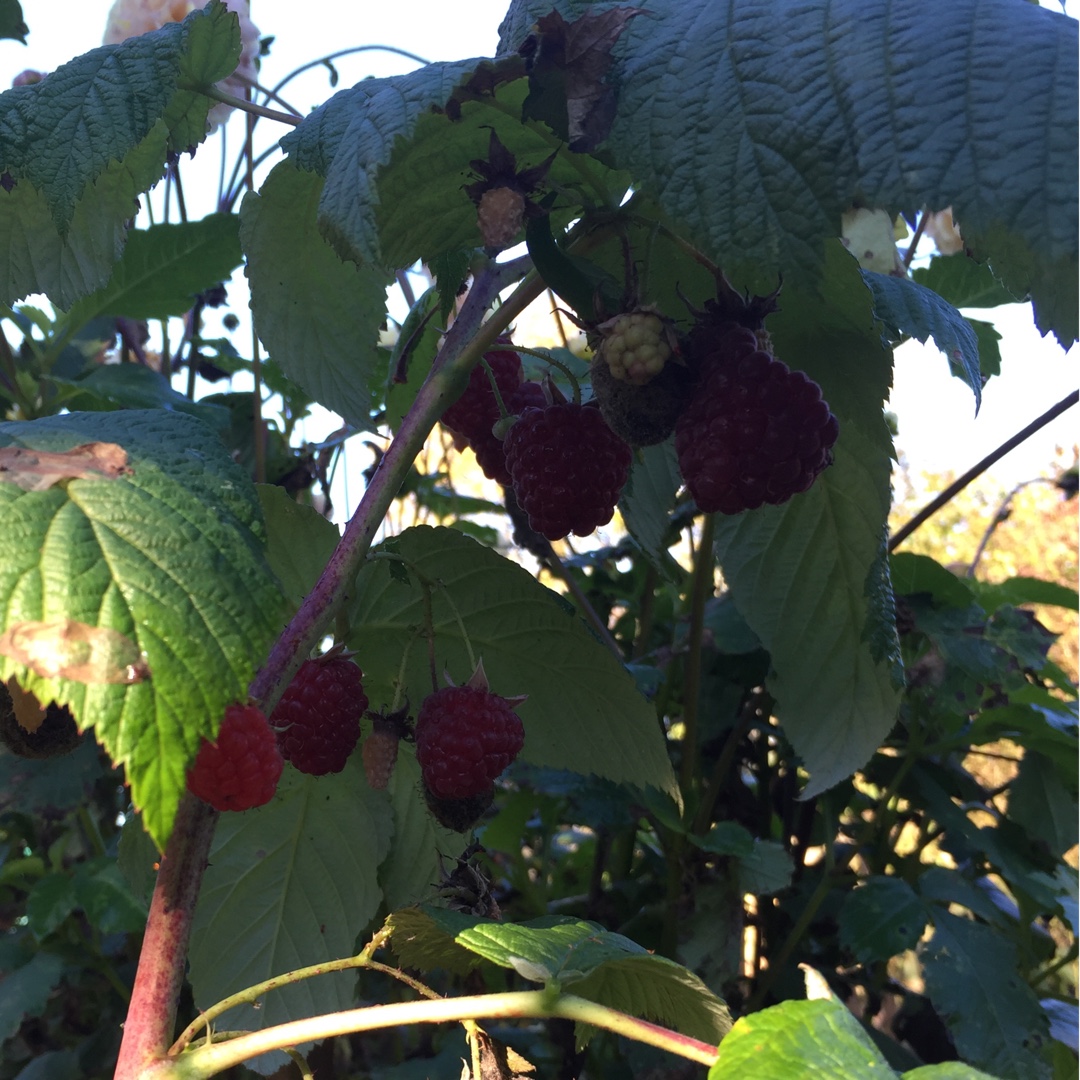 Raspberry Autumn Bliss in the GardenTags plant encyclopedia