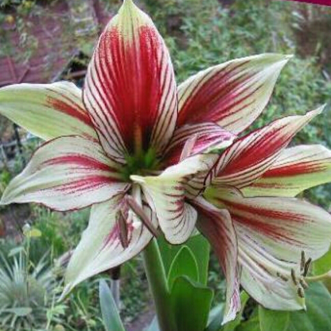 Hippeastrum (Species) Butterfly Amaryllis in the GardenTags plant encyclopedia