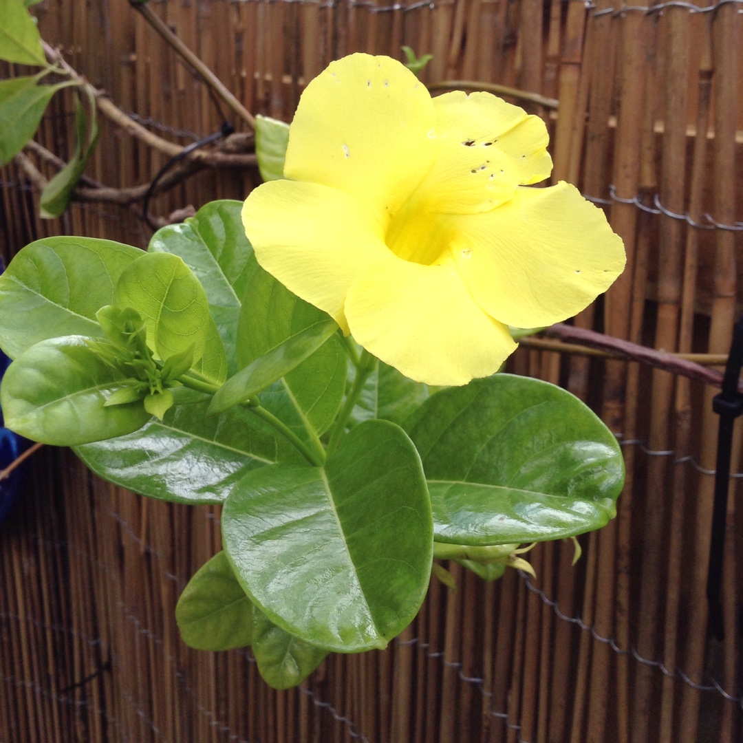 Mandevilla Vine Sundial in the GardenTags plant encyclopedia