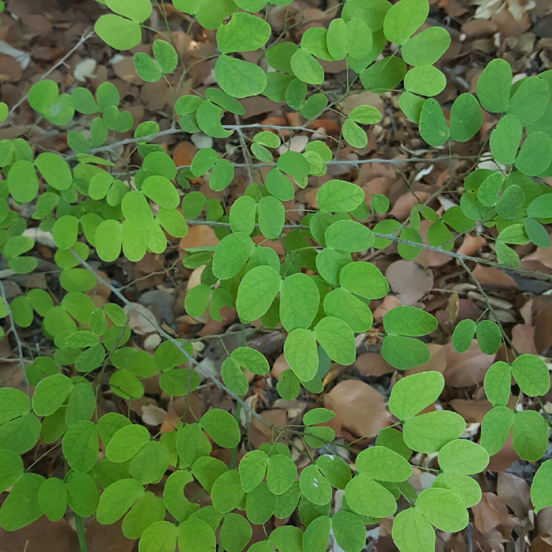 Yellow Bauhinia in the GardenTags plant encyclopedia