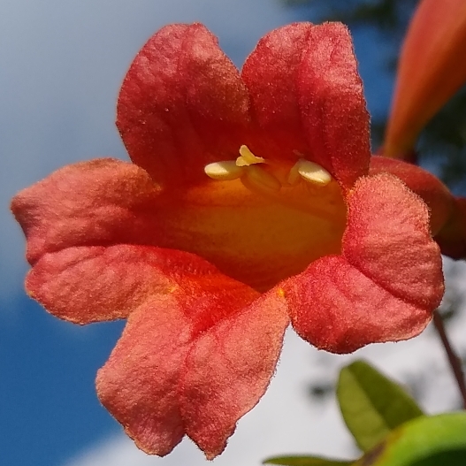 Crossvine in the GardenTags plant encyclopedia